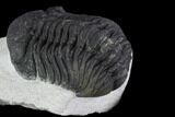 Bargain, Morocops Trilobite - Visible Eye Facets #92205-3